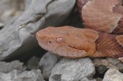 copperhead%20snake%20head.jpg