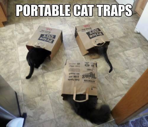 portable-cat-traps-75851.jpg
