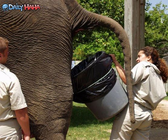 elephant_poop.jpg