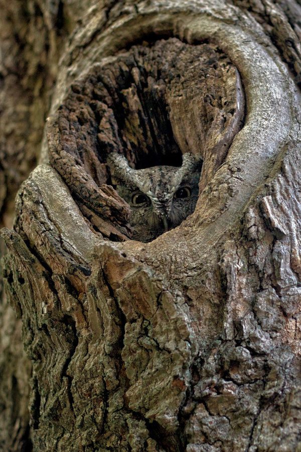 owl-camouflage-a-17.jpg