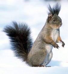 snowSquirrel.jpg