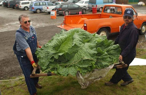 611-178-big-cabbage-standalone-prod_affiliate-23.jpg