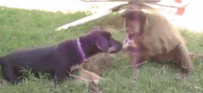 22-daily-gifdump-141.gif