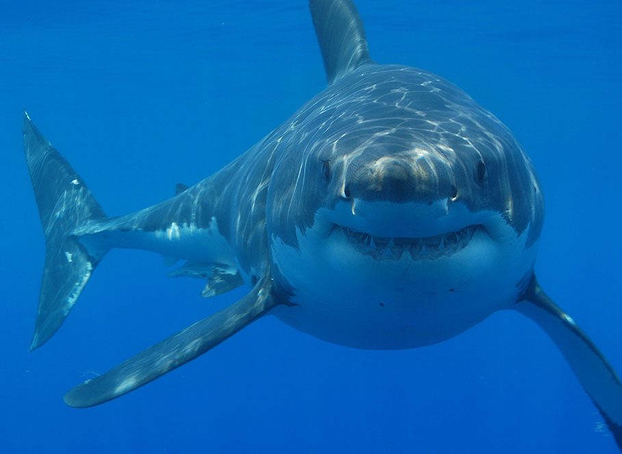 Sharky.jpg