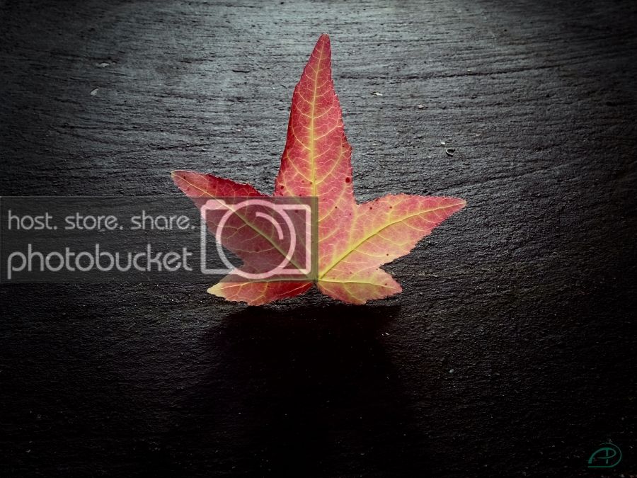 leafvignette_zpsbukjm1jw.jpg