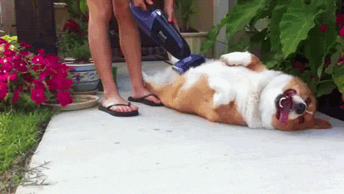 13-daily-gifdump-12.gif