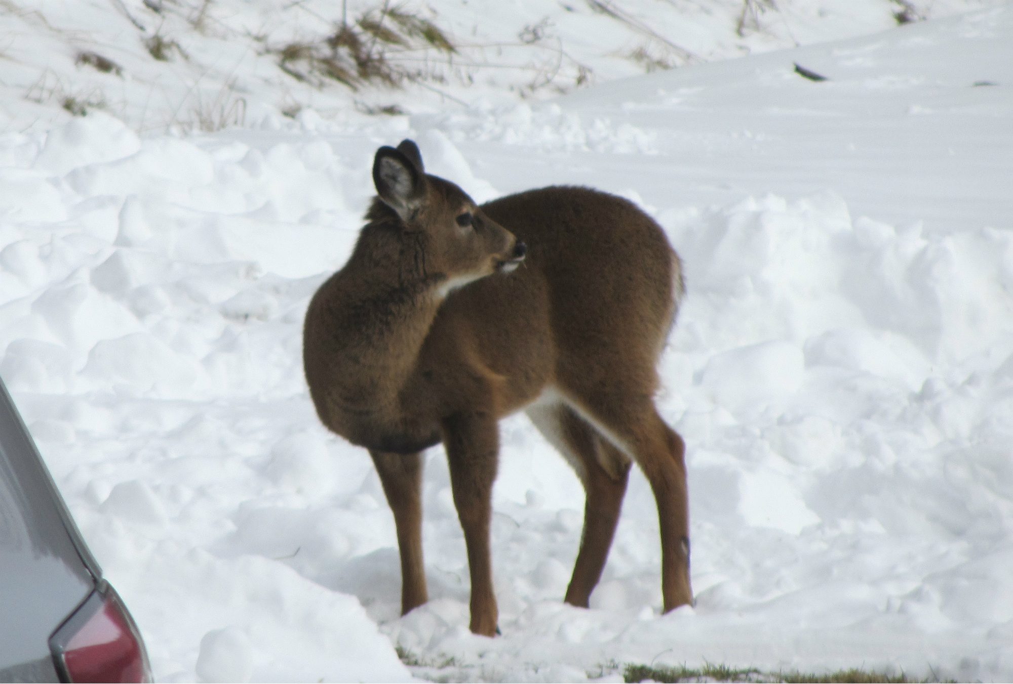 deer5.jpg