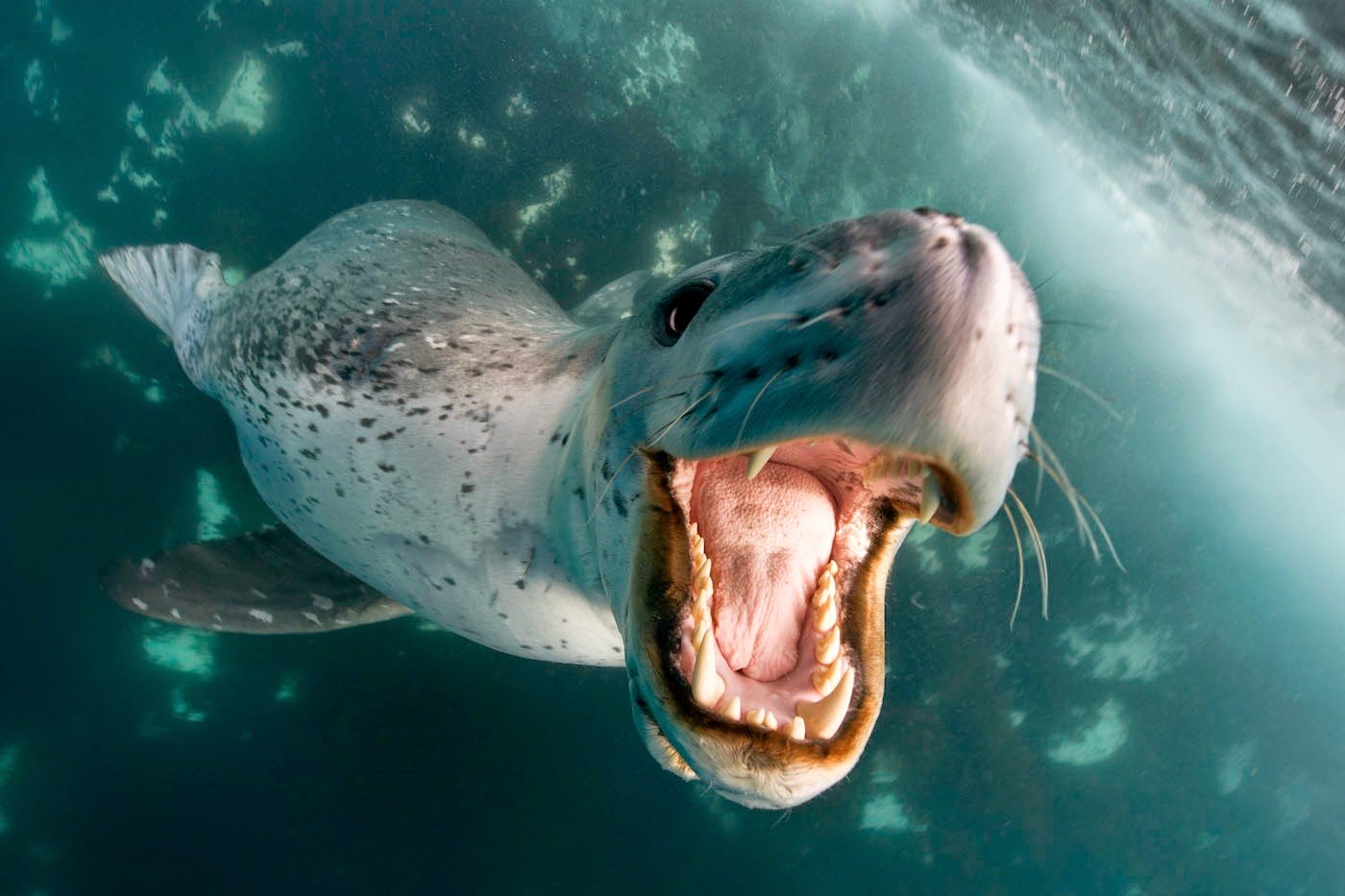 LeopardSeal.jpg