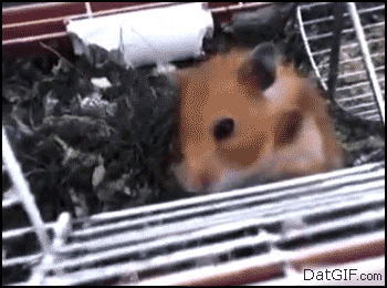 AUm5l.gif