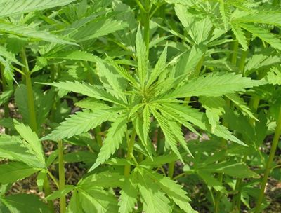 cannabis.jpg