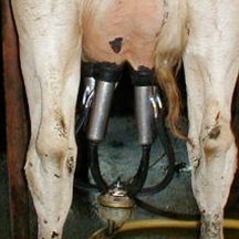 milkparlour03.jpg