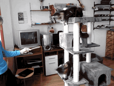 07-daily-gifdump-110.gif