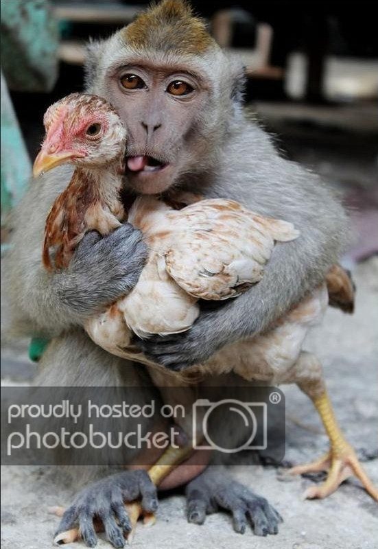 monkey_zps38a4b12b.jpg