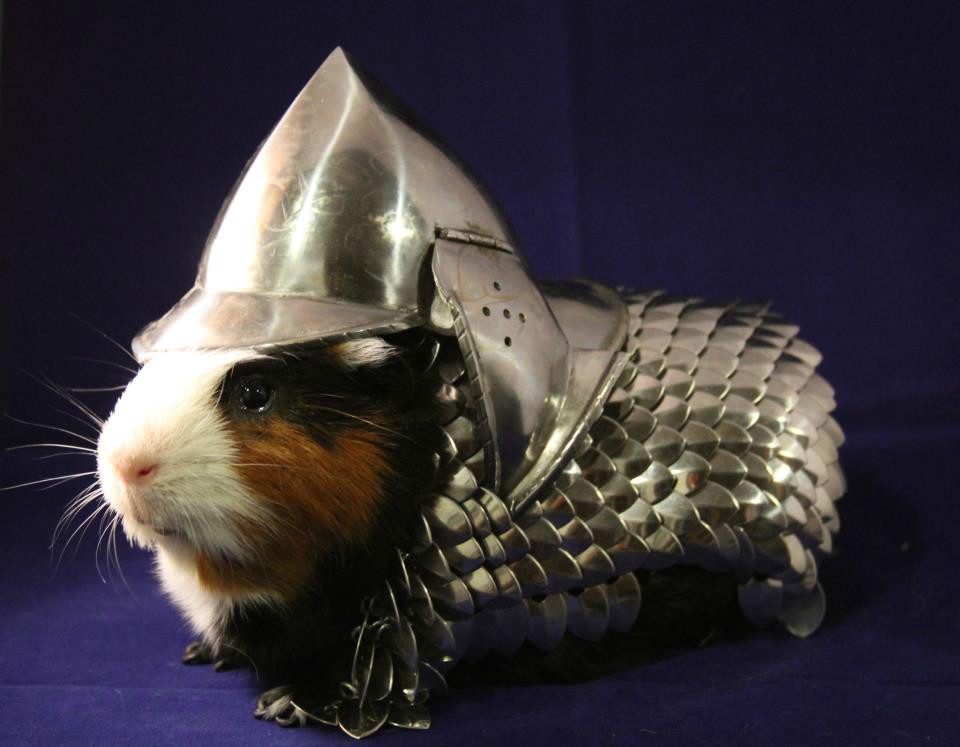 armure-pour-cochon-d-inde-1.jpg