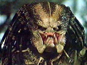 predator_1.jpg