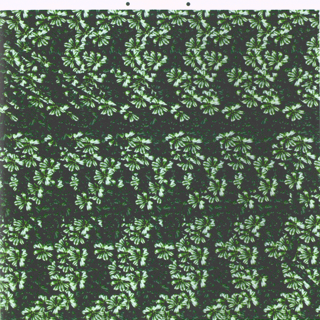 cameleon-3d.gif