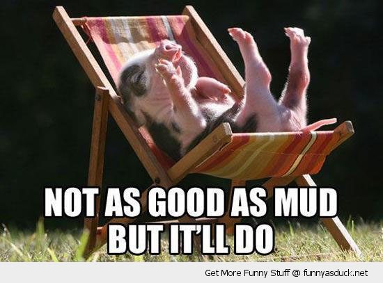 funny-pig-baby-chair-not-mud-happy-pics.jpg