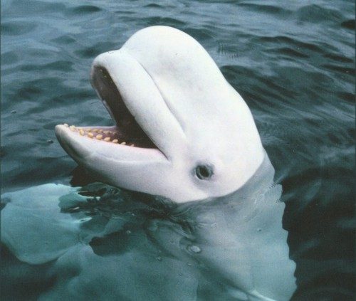 Beluga.jpg
