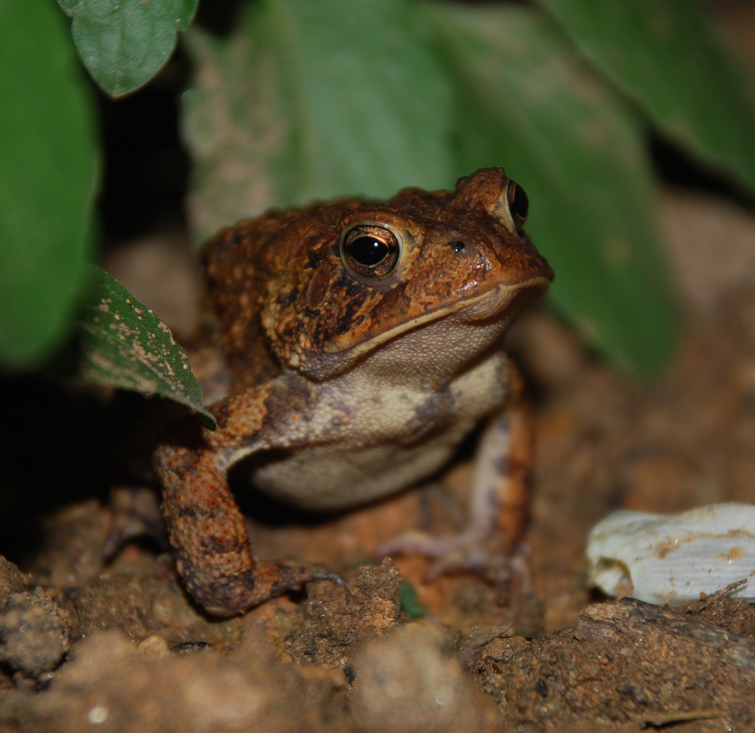 American_Toad_8889.jpg