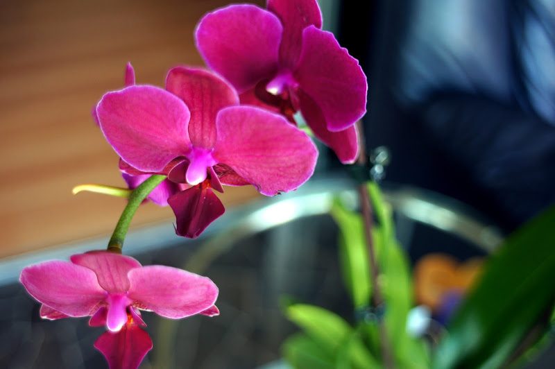 Orchids.jpg