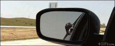 NbdR1.gif