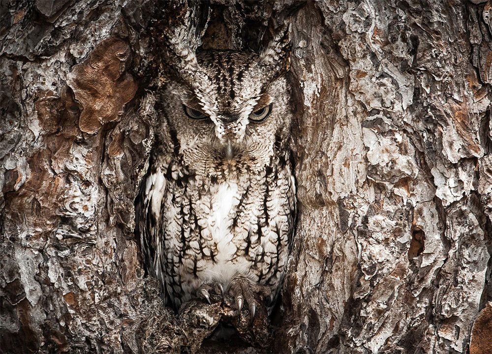 owl-camouflage-a-04.jpg