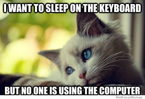 first-world-cat-problems-meme.jpg