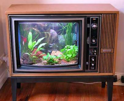 acquario_Tv.jpg