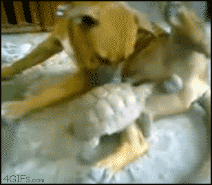 r0m1M.gif