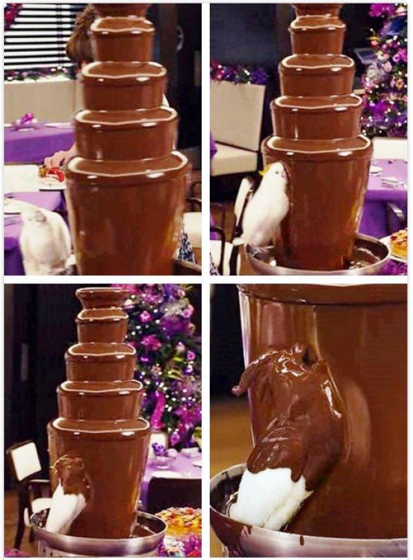 chockatoo.jpg