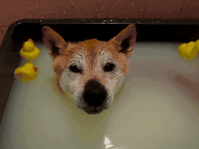 zHaXPY5.gif