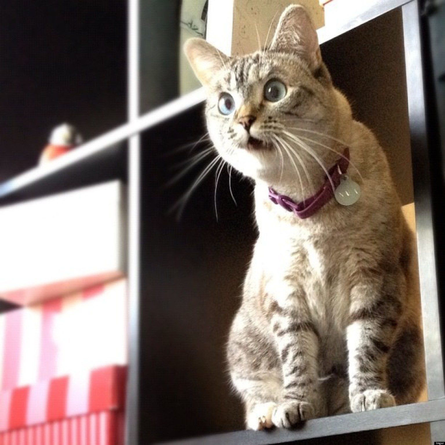 o-SURPRISED-CATS-facebook.jpg