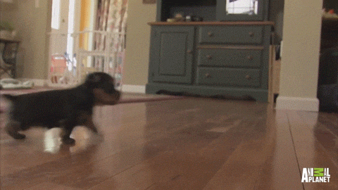 tumblr_ne8mwq1wFG1sxphuzo1_500.gif