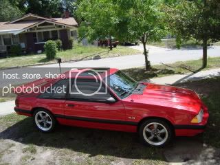 stang.jpg
