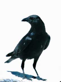 fish_crow.jpg