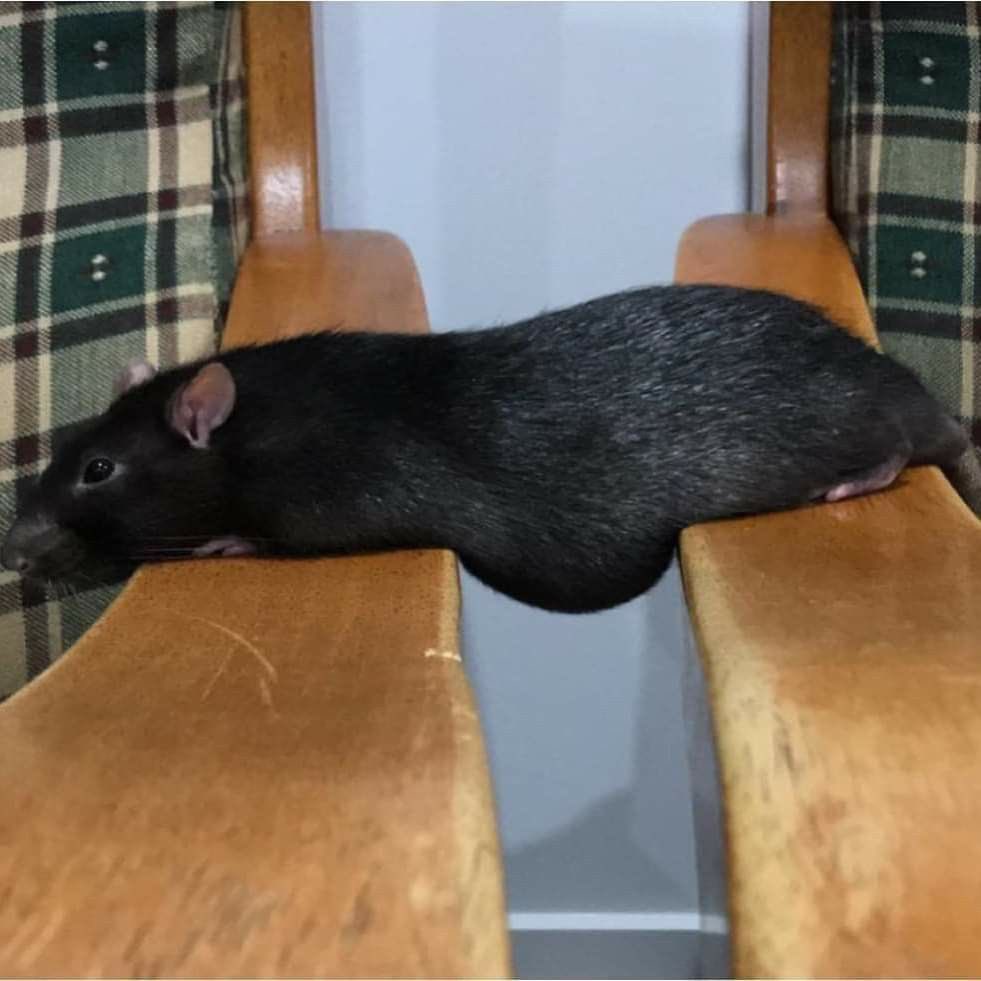 rat-belly.jpg[img]