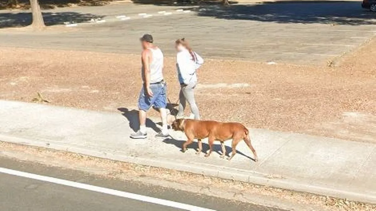 0_Google-Maps-users-amazed-after-spotting-six-legged-dog-walking-down-street.jpg