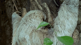 V4IqBdR.gif