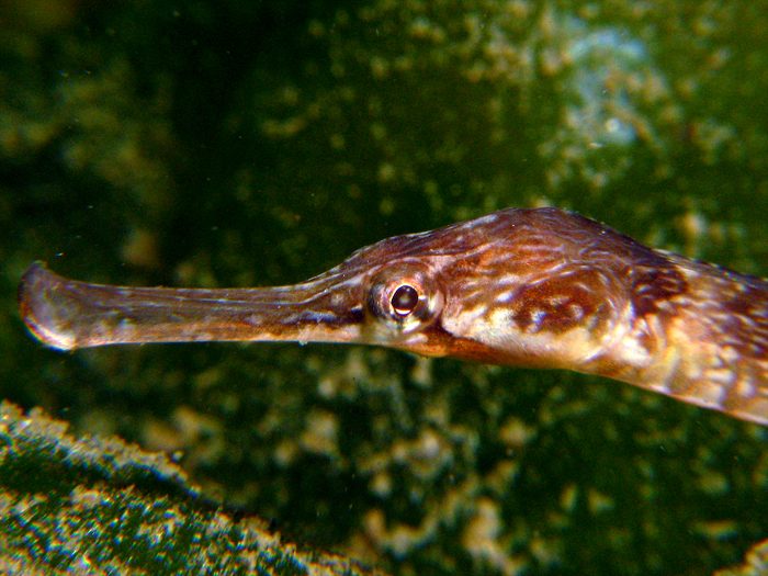 pipefish.jpg