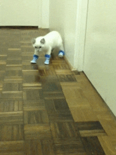 29-daily-gifdump-107.gif