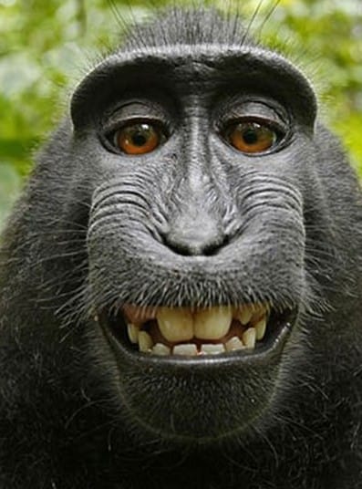 macaque3_2749855k.jpg