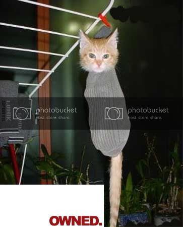 CAT_OWNED.jpg