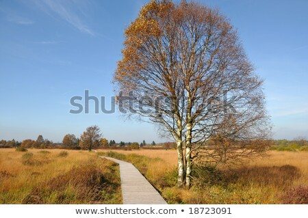 stock-photo-the-hautes-fagnes-or-high-fens-is-a-moorland-area-in-east-belgium-between-the-ardennes-and-the-18723091.jpg