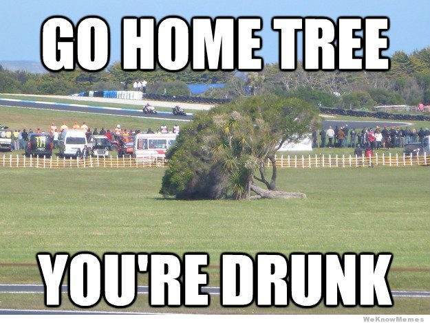 go-home-tree-youre-drunk.jpg