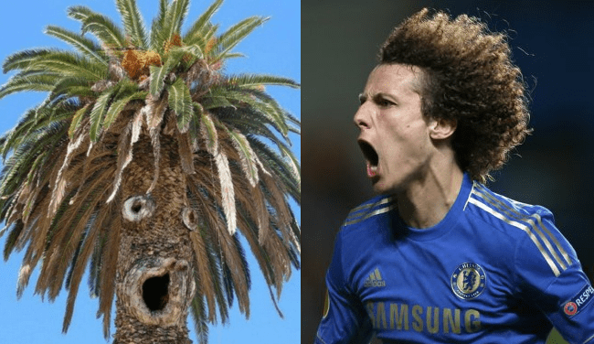 luiz-tree.png