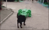 2a98aph.gif