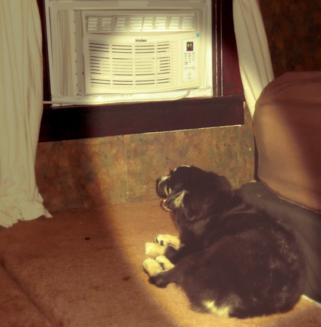 puppy_aircon.jpg