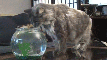 N5kEB.gif
