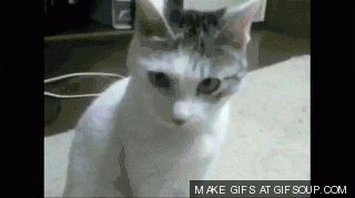 shocked-cat-o_thumb.gif