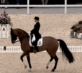 dressage.gif